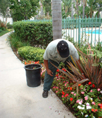 Chula Vista irrigation repair contractor examines head hidden in ferm